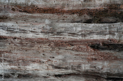 Closeup texture of decayed old tree. Detail of old wood texture background. Rough surface of dead tree stump. Weathered natural wood material for house furniture. Dirt skin of wooden. Weird log.
