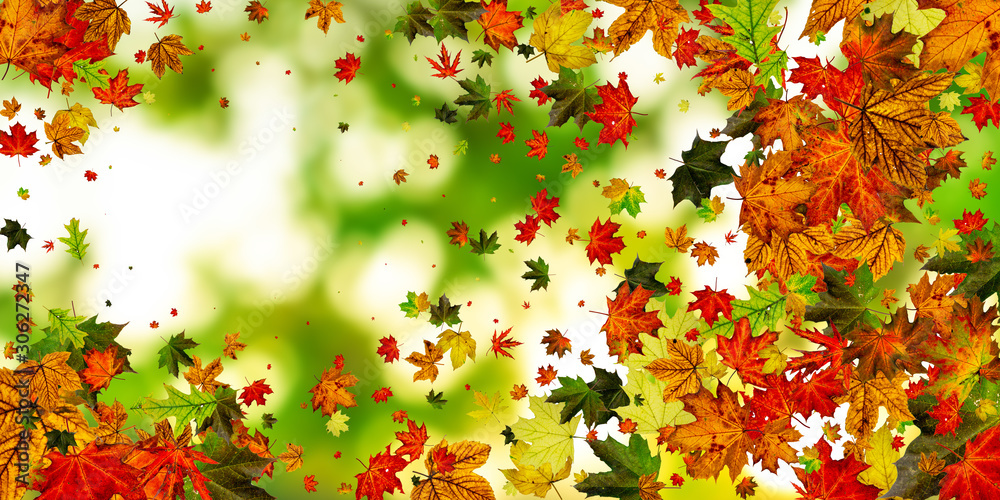 Autumn leaves border. October thanksgiving pattern isolated on colorful background. Falling leaves concept