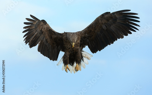 Adult White-tailed eagle in flight. Blue sky background. Scientific name: Haliaeetus albicilla, also known as the ern, erne, gray eagle, Eurasian sea eagle and white-tailed sea-eagle.