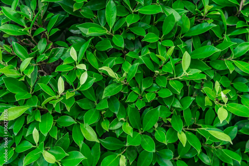 Green leaves texture at the garden for background
