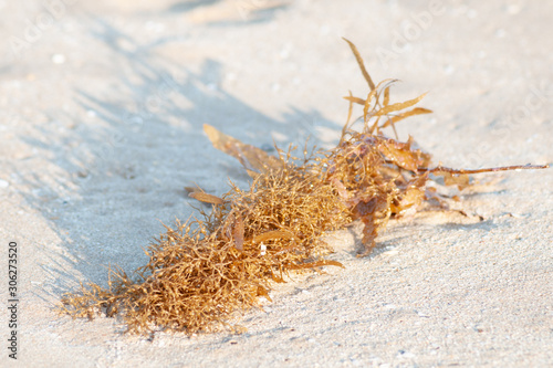 Seaweed on sand