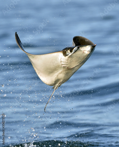 Mobula ray jumping out of the water. Mobula munkiana, known as the manta de monk, Munk's devil ray, pygmy devil ray, smoothtail mobula, is a species of ray in the family Myliobatida. Pacific ocean photo