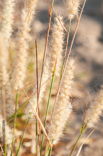 Australian native grass