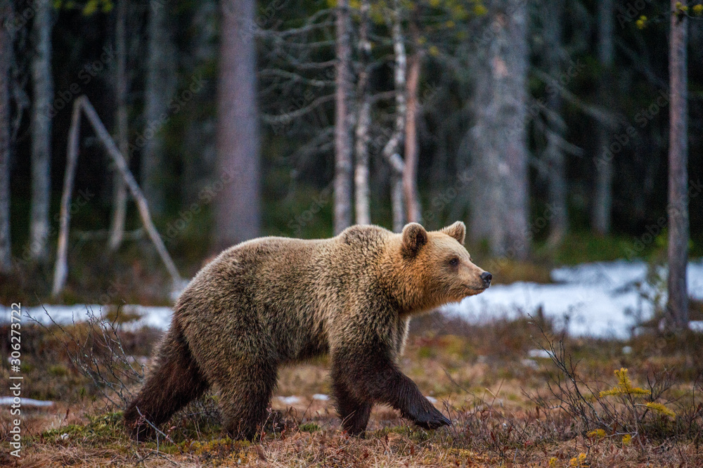 Fototapeta premium Brown bear (Ursus arctos) on a swamp in the spring forest.