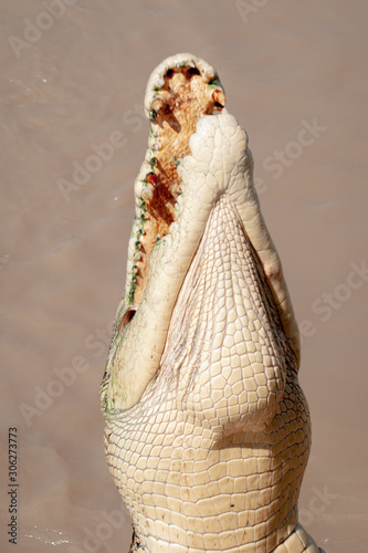 Crocodiles standing showing teeth & under belly