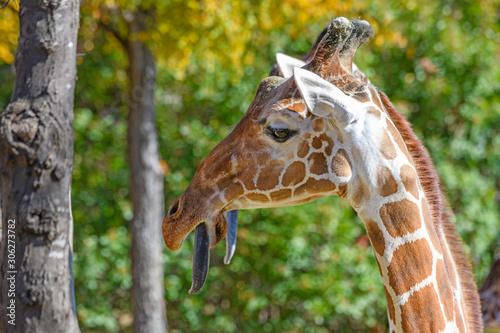 Giraffe (Giraffa) with its tongue sticking out.