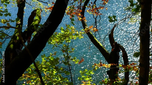 Leaves and Water Ripples on a Sunny Autumn Day Plitvice Lakes National Park Croatia