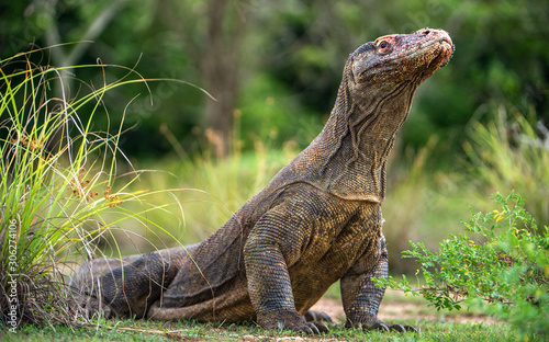 Komodo dragon with the  forked tongue sniff air. Close up portrait.   Varanus komodoensis   Biggest in the world living lizard in natural habitat.  Rinca Island. Indonesia.