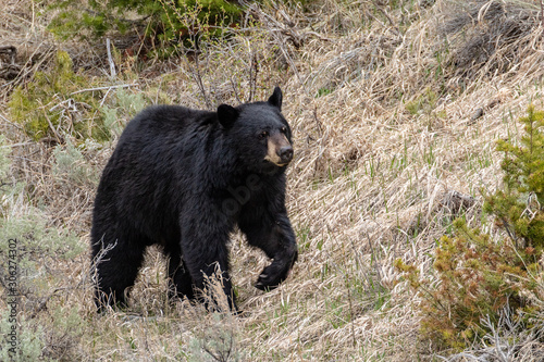 black bear in Yellowstone National Park © Tanja