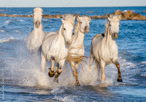 Fototapeta Naklejka Na Ścianę i Meble -  White Camargue horses galloping on blue water of the sea. France.