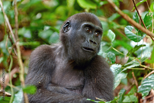 Portrait of a western lowland gorilla (Gorilla gorilla gorilla) close up at a short distance. adult female of a gorilla in a natural habitat. Jungle of the Central African Republic