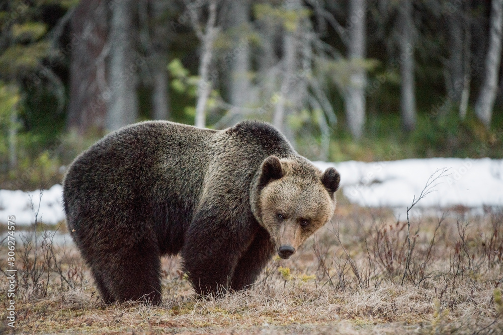 Close-up Portrait of Adult Male of Brown Bear (Ursus arctos) in sunset light. Spring forest.