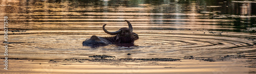 Cuadro en lienzo Refreshment of Water buffalo