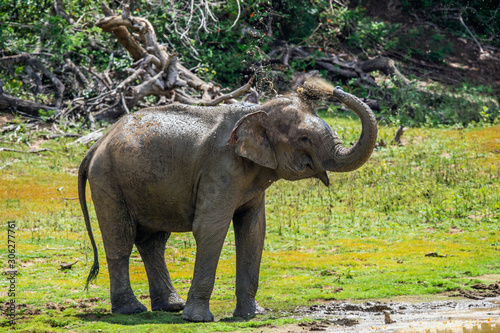 Elephant spraying dirt and water on itself from its trunk.. The adult Male of Sri Lankan elephant (Elephas maximus maximus).
