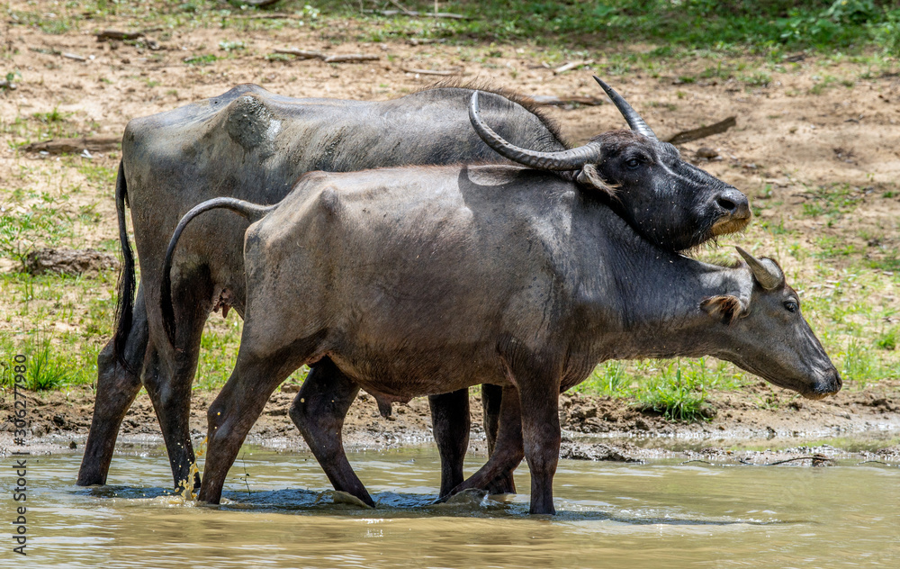 Water buffalos. Male and female of water buffalos bathing in the pond in Sri Lanka. The Sri Lanka wild water buffalo (Bubalus arnee migona). Sri Lanka. Natural habitat. Water buffalos. Male and female of water buffalos bathing in the pond in Sri Lanka. The Sri Lanka wild water buffalo (Bubalus arnee migona). Sri Lanka. Natural habitat.
