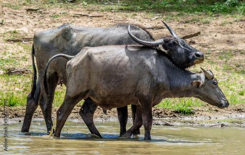 Water buffalos. Male  and female of water buffalos bathing in the pond in Sri Lanka. The Sri Lanka wild water buffalo  Bubalus arnee migona . Sri Lanka. Natural habitat.
