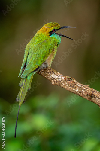Bee-eater with open beak on the branch. Natural green background.The Green Bee-eater. Merops orientalis, (sometimes Little Green Bee-eater). Sri Lanka