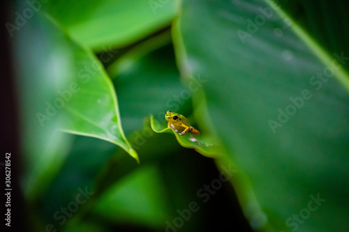 Yellow and green Strawberry Poison Dart Frog on Isla Colon, Bocas del Toro, Panama