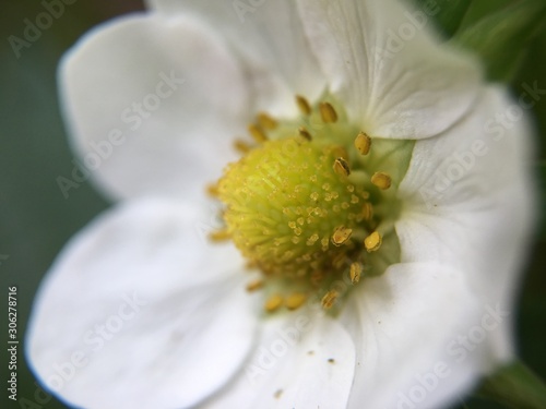 white flower petal close-up macro pollen pistil stigma