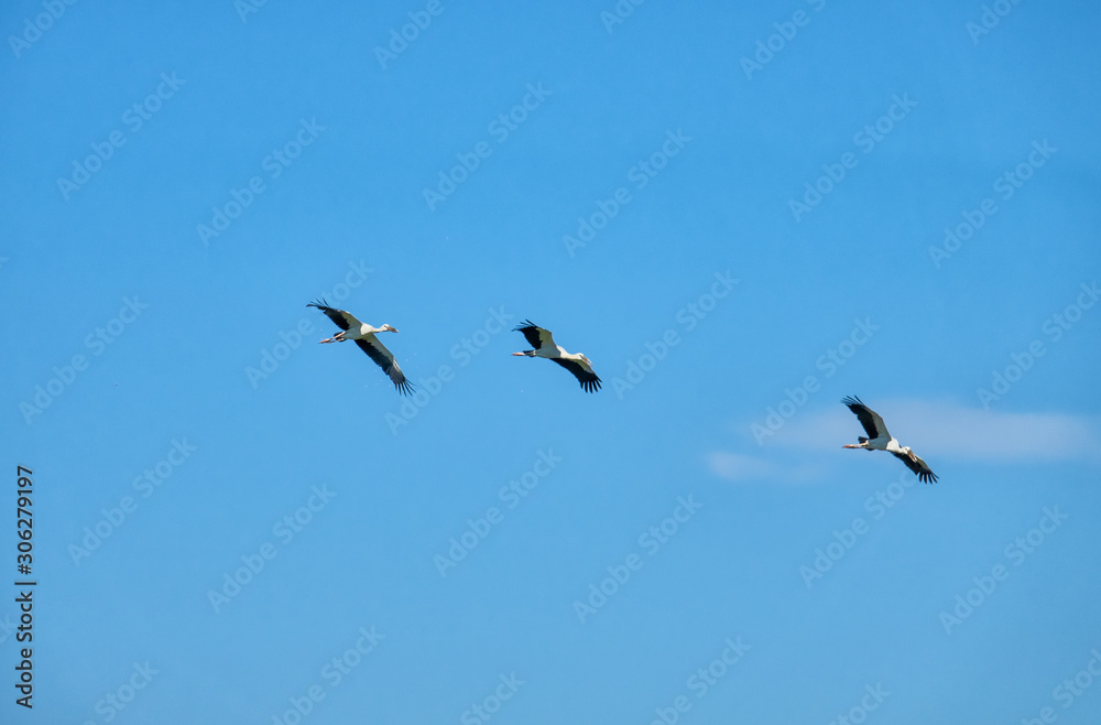 White egret flying in the sky.