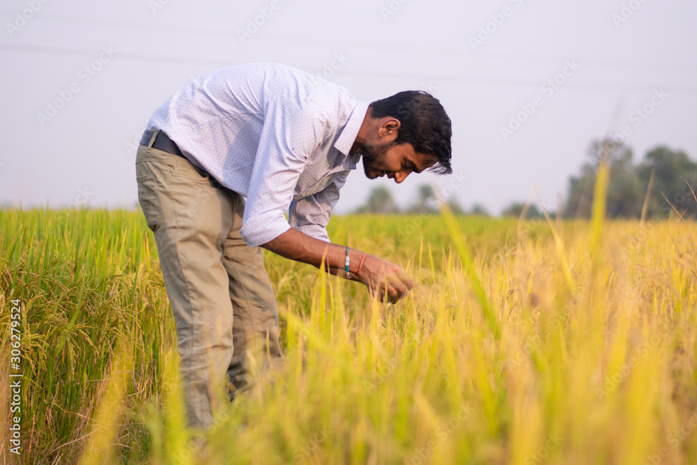 Portrait of young Indian Farmer wearing formal dress in green paddy field. Portrait of young Indian Farmer wearing formal dress in green paddy field.
