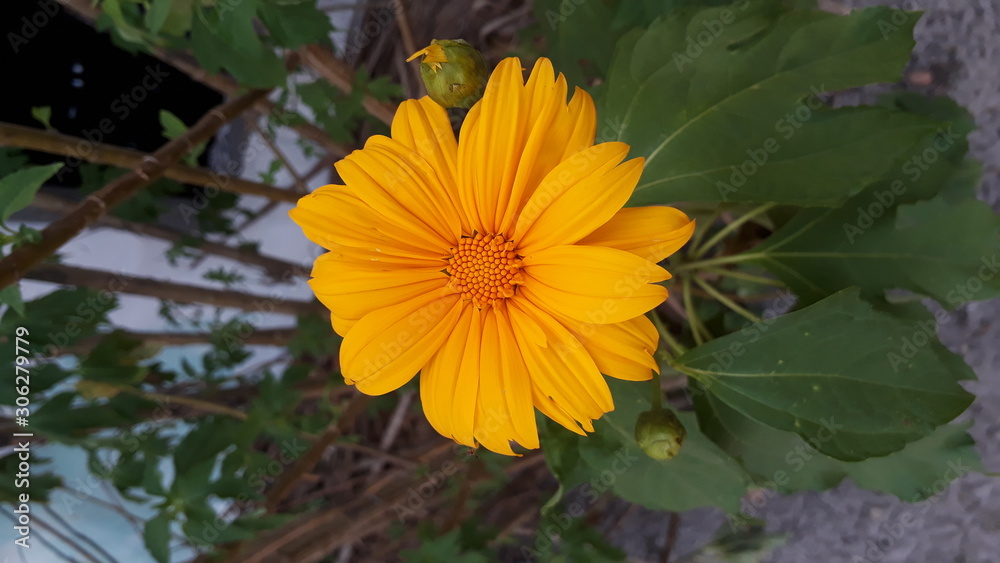 yellow flower in garden yellow flower in garden