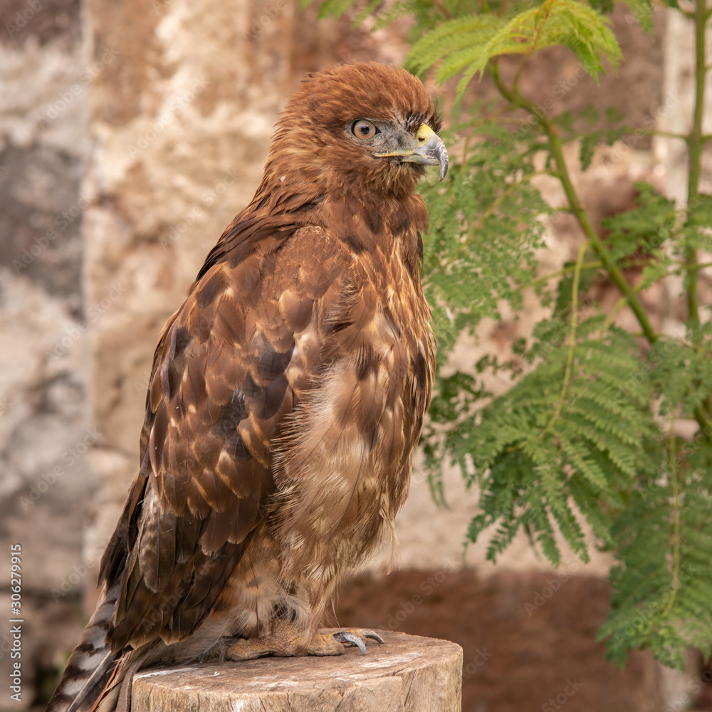 Águila en cautiverio Águila en cautiverio
