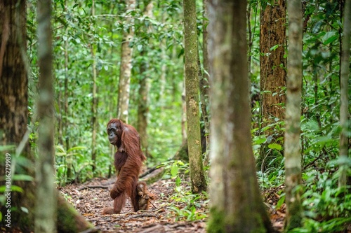 Orangutans with cub. Central Bornean orangutan ( Pongo pygmaeus wurmbii ) in natural habitat. Wild nature in Tropical Rainforest of Borneo. Indonesia