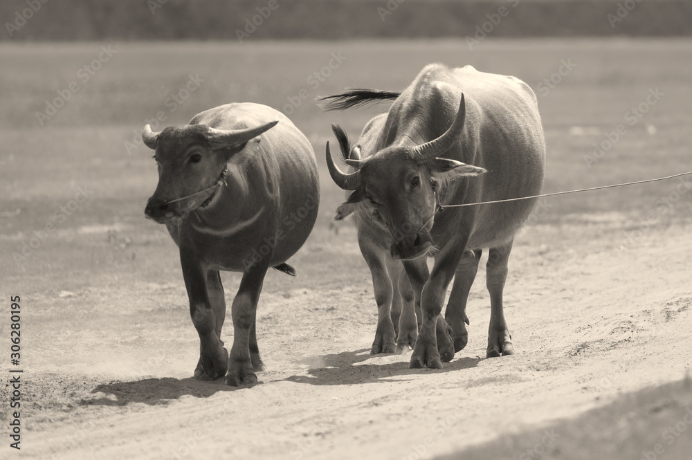 Thai buffalo walk in the road at countryside ,Asian buffalo,Buffalo in the countryside thailand. Thai buffalo walk in the road at countryside ,Asian buffalo,Buffalo in the countryside thailand.
