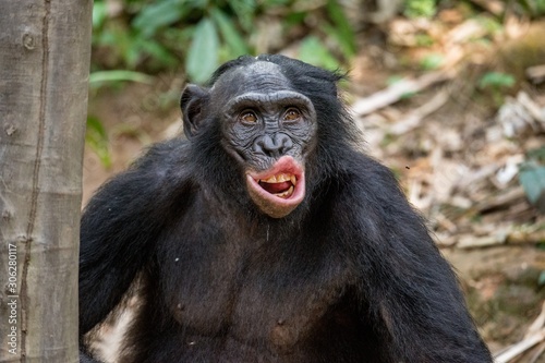 Canvastavla Close up Portrait of adult Bonobo with open mouth