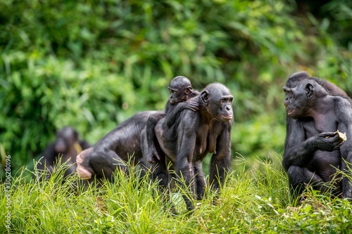 Bonobo Cub on the mother's back in natural habitat. Green natural background. The Bonobo ( Pan paniscus), called the pygmy chimpanzee. Democratic Republic of Congo. Africa