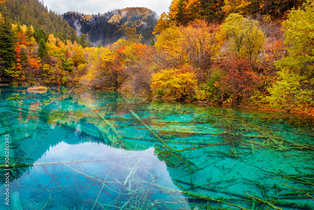 Φωτογραφία Ancient fallen tree trunks is criss-crossed at the bottom of Five Flower Lake, Jiuzhaigou National Park, Sichuan,China