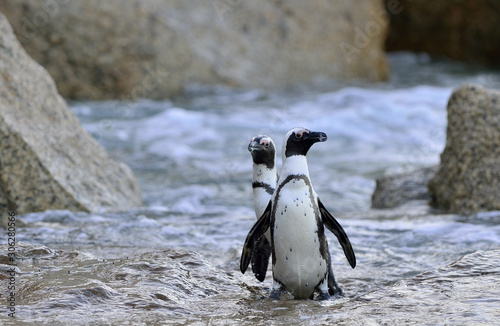 African penguins (spheniscus demersus) go ashore from the ocean. South Africa.