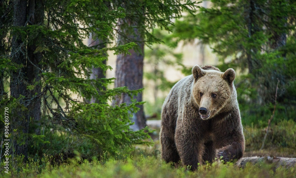 Wild adult Brown Bear ( Ursus Arctos ) in the summer forest. Wild adult Brown Bear ( Ursus Arctos ) in the summer forest.
