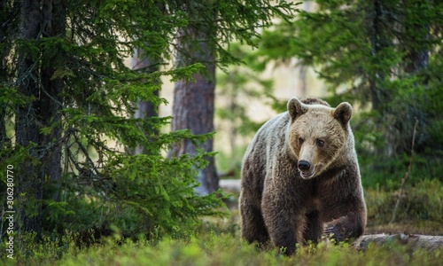 Wild adult Brown Bear ( Ursus Arctos ) in the summer forest.