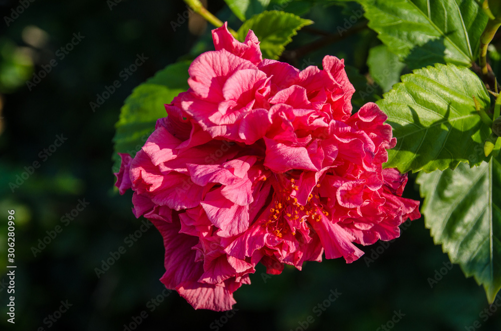 Hibiscus flower Hibiscus flower