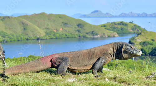 Komodo dragon   Varanus komodoensis   in natural habitat. Bigges