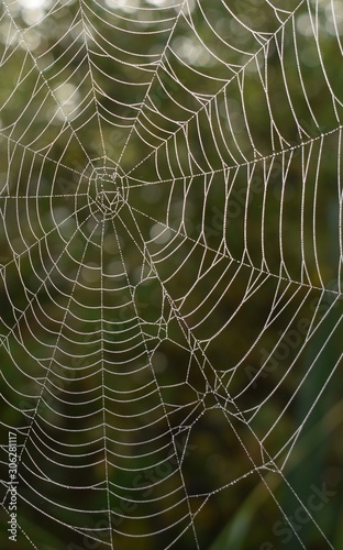 Closeup of spider web with water drops
