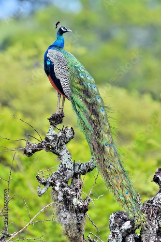 Photography Peacock on the tree