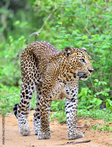 Leopard walking on a sand road. The Sri Lankan leopard  Panthera pardus kotiya . Yala national Park. Sri Lanka