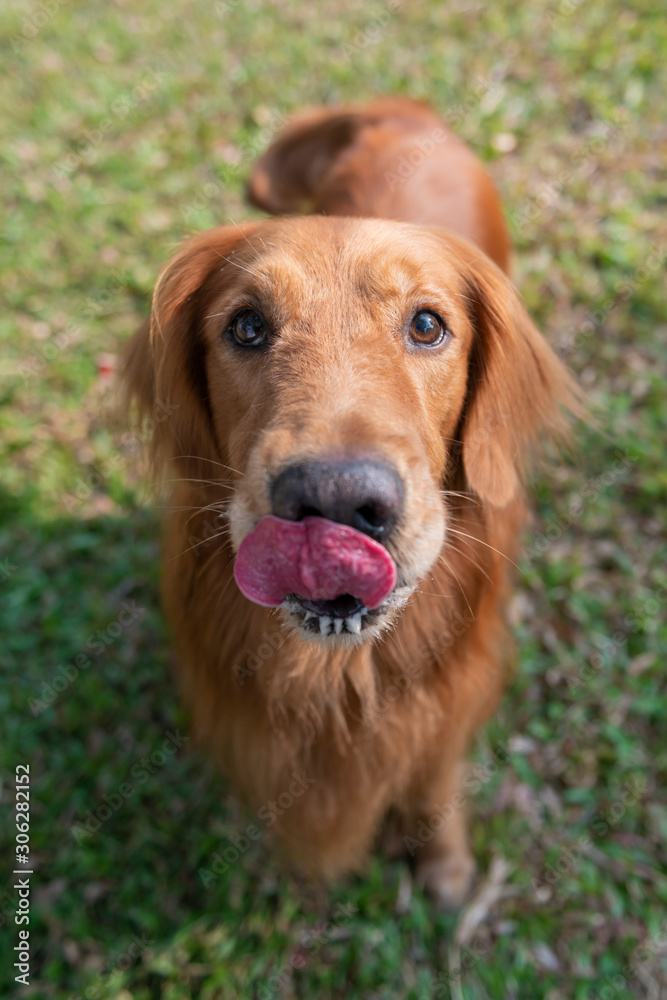 Happy golden retriever in the grass outdoors