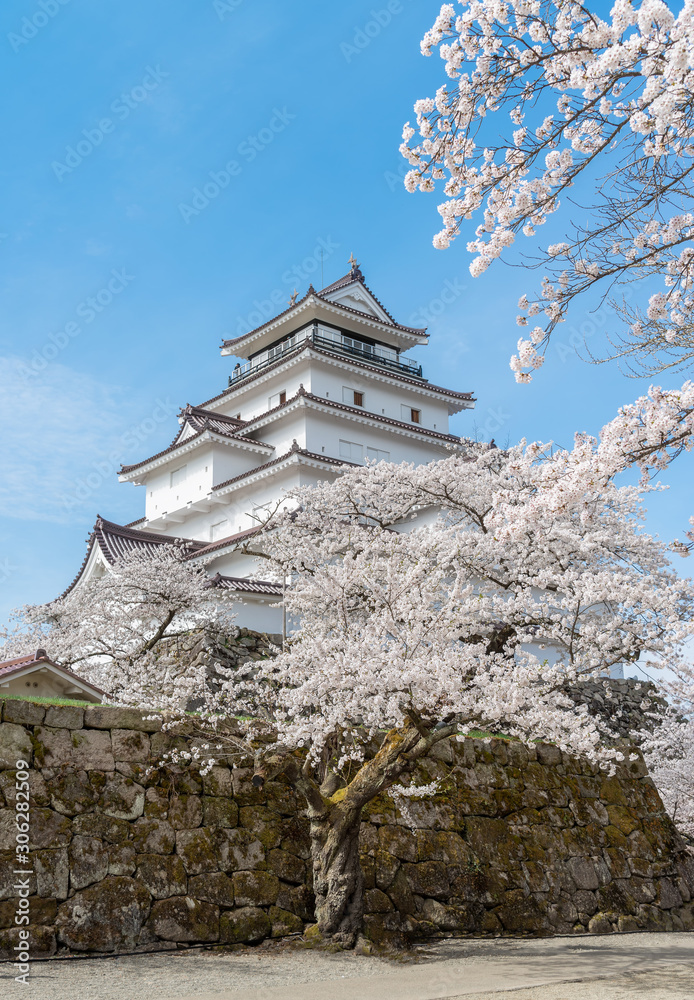 Cherry blossom full blooming around Tsuruga castle, Aizu Wakamatsu, Japan. Cherry blossom full blooming around Tsuruga castle, Aizu Wakamatsu, Japan.