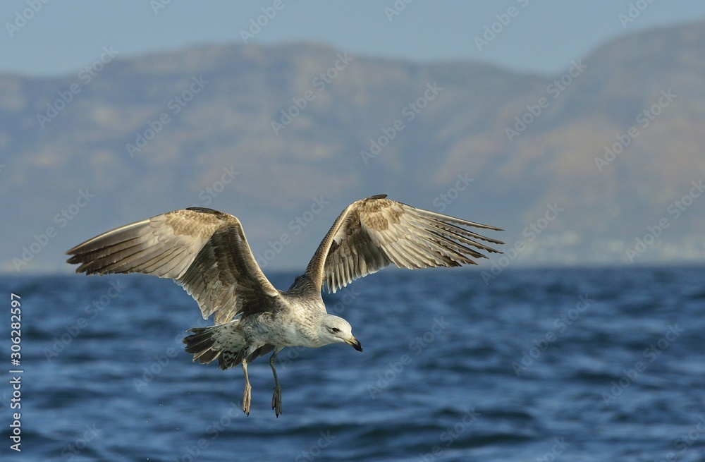 Flying Juvenile Kelp gull (Larus dominicanus), also known as the Dominican gull and Black Backed Kelp Gull. False Bay, South Africa Flying Juvenile Kelp gull (Larus dominicanus), also known as the Dominican gull and Black Backed Kelp Gull. False Bay, South Africa