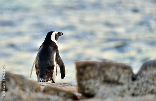 The African penguin (Spheniscus demersus). South Africa