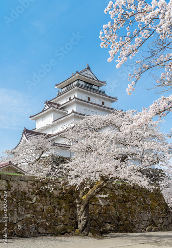 Cherry blossom full blooming around Tsuruga castle, Aizu Wakamatsu, Japan. photo