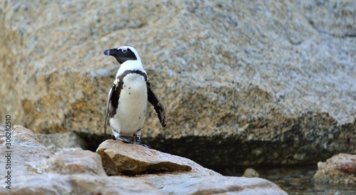 The African penguin (Spheniscus demersus). South Africa © Uryadnikov Sergey