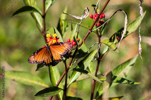 butterfly on flower