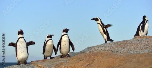 African penguins (spheniscus demersus) The African penguin on the shore in  evening twilight above blue sunset sky.