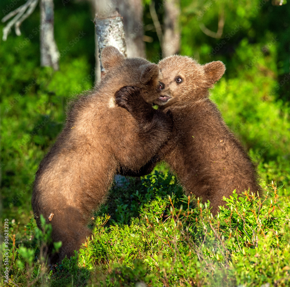 Brown Bear Cubs playfully fighting, Scientific name: Ursus Arctos Arctos. Summer green forest background. Natural habitat. Brown Bear Cubs playfully fighting, Scientific name: Ursus Arctos Arctos. Summer green forest background. Natural habitat.