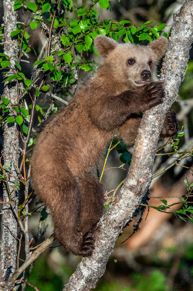 Obraz premium Brown bear cub climbs a tree. Natural habitat. In Summer forest. Sceintific name: Ursus arctos.
